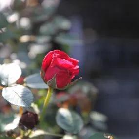 Love Knot Climbing Rose (Rosa Love Knot) 3